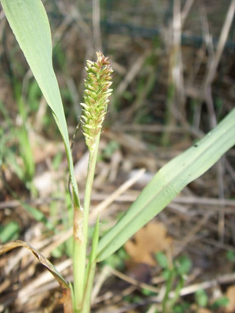 Monocotiledone - Setaria cfr. pumila
